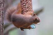 Red Squirrel, Abernethy Forest, Scotland, September 2002 - click for larger image