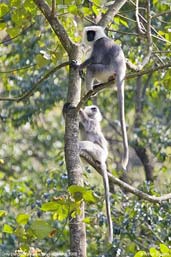 Grey Langur, Punakha, Bhutan, March 2008 - click for larger image