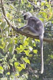 Grey Langur, Punakha, Bhutan, March 2008 - click for larger image