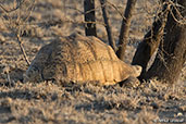 Leopard Tortoise, Awash Falls, Ethiopia, January 2016 - click for larger image