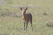 Common Duiker, Lake Langano, Ethiopia, January 2016 - click for larger image