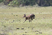 Common Duiker, Lake Langano, Ethiopia, January 2016 - click for larger image