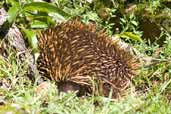 Short-beaked Echidna, Barren Lands N.P., NSW, Australia, March 2006 - click for larger image