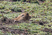 Giant Mole-rat, Sanetti Plateau, Bale Mountains, Ethiopia, January 2016 - click for larger image