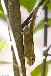 Himalayan Striped Squirrel, Lingmethang Road, Mongar, Bhutan, April 2008 - click for larger image