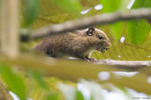 Himalayan Striped Squirrel, Lingmethang Road, Mongar, Bhutan, April 2008 - click for larger image