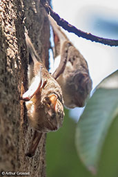 Mauritian Tomb Bat, Ankarafantsika NP, Madagascar, November 2016 - click for larger image