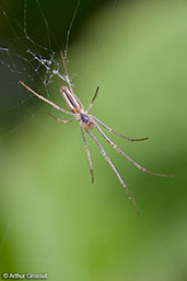 Large-jawed Orb-web Spider, Monks Eleigh, Suffolk, England, April 2010 - click for larger image