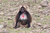 Gelada, Gemesa Geden, Ethiopia, January 2016 - click for larger image