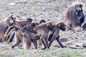 Gelada, Gemesa Geden, Ethiopia, January 2016 - click for larger image