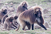 Gelada, Gemesa Geden, Ethiopia, January 2016 - click for larger image