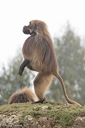 Gelada, Gemesa Geden, Ethiopia, January 2016 - click for larger image