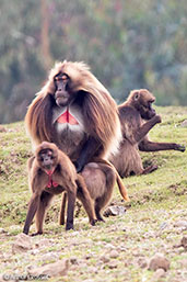 Gelada, Gemesa Geden, Ethiopia, January 2016 - click for larger image