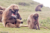 Gelada, Gemesa Geden, Ethiopia, January 2016 - click for larger image