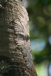 White Witch, Borba, Amazonas, Brazil, August 2004 - click for larger image