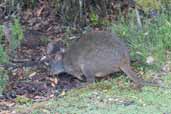 Tasmanian Pademelon, Cradle Mountain, Tasmania, Australia, February 2006 - click for larger image