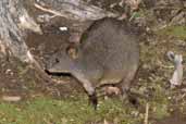 Tasmanian Pademelon, Cradle Mountain, Tasmania, Australia, February 2006 - click for larger image