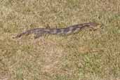 Common Bluetongue, Tasmania, Australia, February 2006 - click for larger image