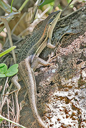 Elegant Skink, Andahohel, Madagascar, November 2016 - click for larger image