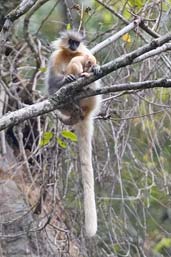 Golden Langur, Shemgang, Bhutan, April 2008 - click for larger image