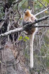 Golden Langur, Shemgang, Bhutan, April 2008 - click for larger image