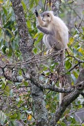 Golden Langur, Shemgang, Bhutan, April 2008 - click for larger image