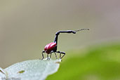 Giraffe-necked Weevil, Perinet NP, Madagascar, November 2016 - click for larger image