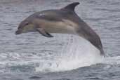 Bottlenose Dolphin, Great Blasket Island, Co. Kerry, Ireland, July 2005 - click for larger image