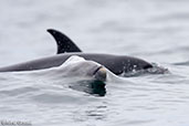 Risso's Dolphin, Pinguino de Humboldt R.N., Chile, January 2007 - click for larger image