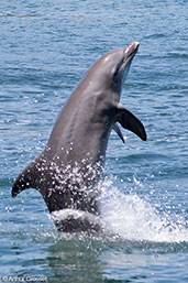 Bottlenose Dolphin, Roatan, Honduras, March 2015 - click for larger image