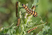 Cinnabar caterpillar, Monks Eleigh, Suffolk, England, June 2017 - click for larger image