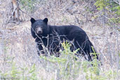 American Black Bear, Dezadeash Lake, Yukon, Canada, May 2009 - click for larger image