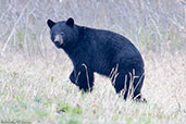 American Black Bear, Dezadeash Lake, Yukon, Canada, May 2009 - click for larger image