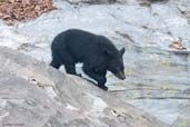 Asian Black Bear, Mo Chu River, Punakha, Bhutan, March 2008 - click for larger image