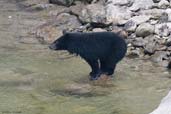 Asian Black Bear, Mo Chu River, Punakha, Bhutan, March 2008 - click for larger image