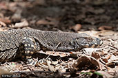 Lace Monitor, Daintree, Queensland, Australia, November 2010 - click for larger image
