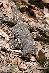Lace Monitor, Daintree, Queensland, Australia, November 2010 - click for larger image