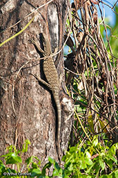 Lace Monitor, Mission Beach, Queensland, Australia, November 2010 - click for larger image