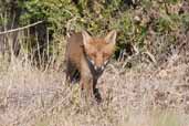 Red Fox, The Coorong, SA, Australia, February 2006 - click for larger image