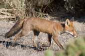 Red Fox, The Coorong, SA, Australia, February 2006 - click for larger image