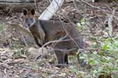 Swamp Wallaby, The Grampians, Victoria, Australia, February 2006 - click for larger image