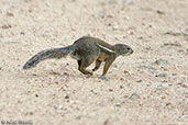 Striped Ground Squirrel, Genale Valley, Ethiopia, January 2016 - click for larger image