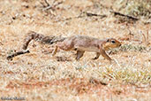 Unstriped Ground Squirrel, Yabello, Ethiopia, January 2016 - click for larger image