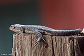 Western Girdled Lizard, Ankarafantsika N.P., Madagascar, November 2016 - click for larger image