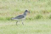 Grey Plover, Pivot Fields, Dubai, UAE, November 2010 - click for larger image