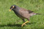 Common Myna, Abu Dhabi, March 2010 - click for larger image