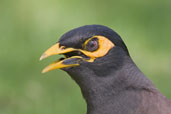 Common Myna, Abu Dhabi, March 2010 - click for larger image