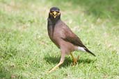 Common Myna, Abu Dhabi, March 2010 - click for larger image