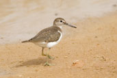 Common Sandpiper, Al Ain Compost Plant, Abu Dhabi, March 2010 - click for larger image