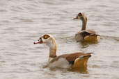 Egyptian Goose, Al Ain Compost Plant, Abu Dhabi, March 2010 - click for larger image